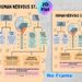 Human Nervous System Painting Poster, Informative Color-coded Educational Diagram Poster, Detailed Nervous System Structure Guide, Suitable For Study_maomaolike.com