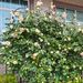 4 Pack Metal Garden Trellis 86.7" X 19.7" Rustproof Trellis For Climbing Plants Outdoor Flower Support_maomaolike.com