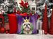 Lhasa Apso King Of Mardi Gras Throw Pillow Machine Washable, Indoor Outdoor Decorative Pillow For Couch, Bed Or Patio, 18Hx18W_maomaolike.com