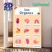 Human Organs Painting Poster, Vibrant Cartoon-style Organs With French Naming Labels Poster, Educational Visual Aid For Anatomy Learning, Suitable For_maomaolike.com