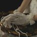 Unisex Bridal lace wedding gloves Milky white short bag five fingers short bow pearl everyday photo_maomaolike.com