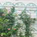2 Pack Metal Garden Trellis 86.7" X 19.7" Rustproof Trellis For Climbing Plants Outdoor Flower Support Light Green_maomaolike.com