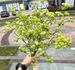 New White Baby's Breath Foreign Trade, 108 Stems With Soft Touch, Artificial Flowers For Wedding Bouquets Wholesale_maomaolike.com