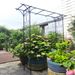 Metal Garden Arch L80.3'' X W20.47'' X H81.1'' Climbing Plants Support Rose Arch Outdoor Black_maomaolike.com