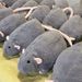 1Pcs Realistic Fancy Rat Plush Stuffed Animal Doll Cute Funny Soft Pillow For Girls Birthday Gift 35/50/90cm Mouse Toy_maomaolike.com