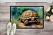 Turtles Tortoises Doormat Front Door Mat Indoor Outdoor Rugs For Entryway, Non Slip Washable Low Pile, 24H X 36W_maomaolike.com