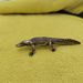 Cross-Border Hot-Selling New Pure Copper-Plated Crocodile Statue Animal Ornament Tea Pet Garden Decoration Copperware Crafts Whole_maomaolike.com