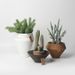 Nordic European Style Ceramic Flower Pot For Succulents And Plants, Modern Simple Personality Green Radish Rose Vintage Portrait_maomaolike.com
