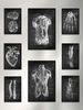 Anatomical Decorative Paintings, Medical Spaces, Human Muscles, Brain, Hand Bones, Heart, Skeleton, Spine, Foot Bones And Organs, Anatomical Atlas_maomaolike.com
