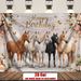 Horse Themed Birthday Party Banner - 2D Flat Polyester Backdrop, Wall Hanging Photo Props, Party Decor_maomaolike.com