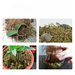 High-Quality Dry Water Moss Butterfly Orchid Succulent Dendrobium Nutrient Soil Fertilizer Seedling Grafting Turtle_maomaolike.com