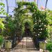 Metal Garden Arch With Gate 79.5'' Wide X 86.6'' High Climbing Plants Support Rose Arch Outdoor Black_maomaolike.com