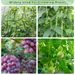 120*160cm, Outdoor Garden Arched Plant Climbing Frame With Climbing Vine Net, Cucumber, Pumpkin, Fruit And Vegetable Rack_maomaolike.com