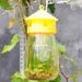 Plastic Drosophila Anti Fruit Killer Catcher Orchard Insect Pest Control Fly Bee Trap_maomaolike.com
