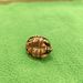 Creative Brass Turtle Handheld Piece Office Living Room Desktop Decoration Rich World Solid Ornament_maomaolike.com