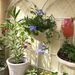 2 Pack Metal Garden Trellis 71" X 19.7" Rustproof Trellis For Climbing Plants Outdoor Flower Support Cream White_maomaolike.com