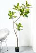 Source Manufacturer Bangladesh Banyan Artificial Green High-End Light Luxury Indoor Living Room Bionic Flower Large_maomaolike.com