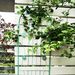 4 Pack Metal Garden Trellis 71" X 19.7" Rustproof Trellis For Climbing Plants Outdoor Flower Support Light Green_maomaolike.com