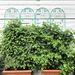 2 Pack Metal Garden Trellis 86.7" X 19.7" Rustproof Trellis For Climbing Plants Outdoor Flower Support Light Green_maomaolike.com