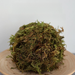 High-Quality Dry Water Moss Butterfly Orchid Succulent Dendrobium Nutrient Soil Fertilizer Seedling Grafting Turtle_maomaolike.com