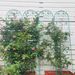 4 Pack Metal Garden Trellis 86.7" X 19.7" Rustproof Trellis For Climbing Plants Outdoor Flower Support Light Green_maomaolike.com