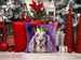 English Setter King Of Mardi Gras Throw Pillow Machine Washable, Indoor Outdoor Decorative Pillow For Couch, Bed Or Patio, 14Hx14W_maomaolike.com
