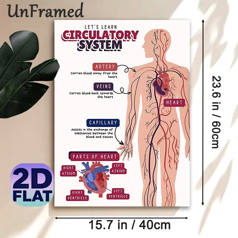 Circulatory System Painting Poster, Informative Clear Labeled Anatomical Illustration Poster, Educational Design To Learn Human Circulatory Structure_maomaolike.com