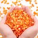 Small Natural Crushed Shells For Crafts About 2LB 900g 31.74oz DIY Beaching Wedding Decoration Vase Fillers_maomaolike.com