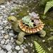 Resin Turtle Flowerpot Ornament, Home Garden Succulent Plant Decoration, Animal-shaped Simulation Craft_maomaolike.com