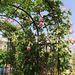 Metal Garden Arch With Gate And Plant Pot Garden Arbor Trellis Climbing Plants Support Rose Arch Black_maomaolike.com