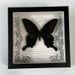 Simulation Butterfly Specimen European Style Decorative Painting DIY Photo Frame Desktop Home Decoration Birthday Gift_maomaolike.com