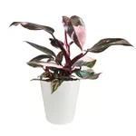 Vibrant 5" Live Pink Princess Plant_maomaolike.com