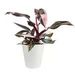 Vibrant 5" Live Pink Princess Plant_maomaolike.com