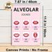 Alveolar Sounds Educational Painting Poster, Clear Illustrated Phonetics Poster, Visual Reference For English Pronunciation Learning, Suitable For_maomaolike.com