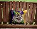 Keeshond King Of Mardi Gras Throw Pillow Machine Washable, Indoor Outdoor Decorative Pillow For Couch, Bed Or Patio, 14Hx14W_maomaolike.com
