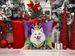 American Eskimo King Of Mardi Gras Throw Pillow Machine Washable, Indoor Outdoor Decorative Pillow For Couch, Bed Or Patio, 14Hx14W_maomaolike.com