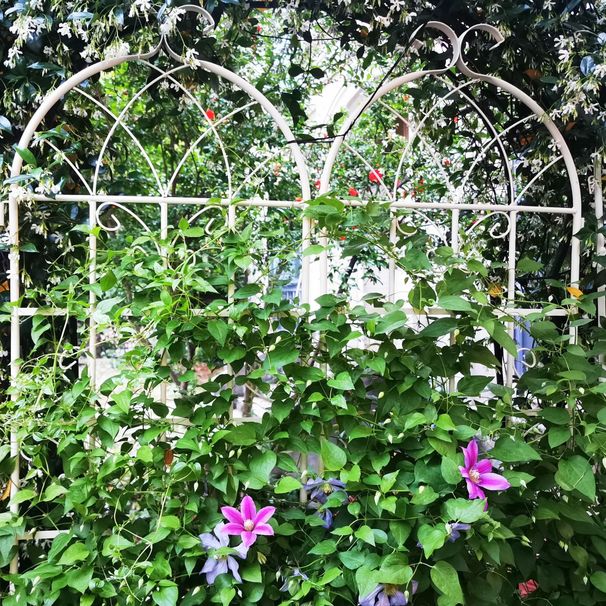 2 Pack Metal Garden Trellis 71" X 19.7" Rustproof Trellis For Climbing Plants Outdoor Flower Support Cream White_maomaolike.com
