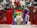 White Poodle King Of Mardi Gras Throw Pillow Machine Washable, Indoor Outdoor Decorative Pillow For Couch, Bed Or Patio, 14Hx14W_maomaolike.com