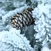 2ft PE/PVC Decorated Flocking Basin Tree
Pine Cone *3_maomaolike.com
