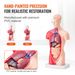 Human Body Model, 15 Parts 11 Inch, Human Torso Anatomy Model Anatomical Skeleton Model With Removable Organs, Educational Teaching Tool For Students Science Learning School Education Display_maomaolike.com