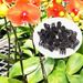 Garden Supplies Phalaenopsis Clip Plant Support Clip Orchid Fixed Clip Flower Bracket Support Rod Climbing Vine Gardening Shaping_maomaolike.com