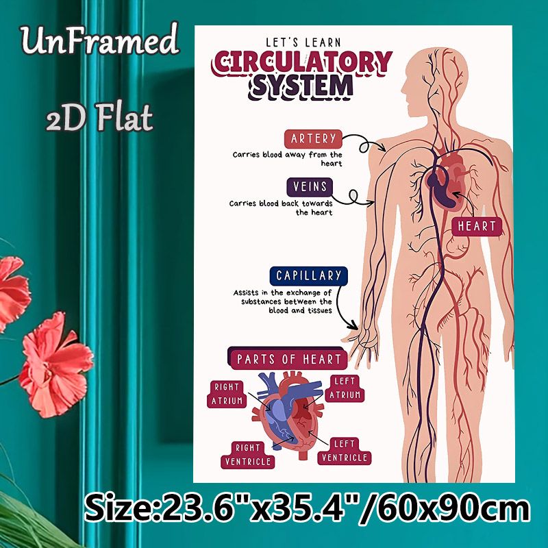 Circulatory System Painting Poster, Informative Clear Labeled Anatomical Illustration Poster, Educational Design To Learn Human Circulatory Structure_maomaolike.com