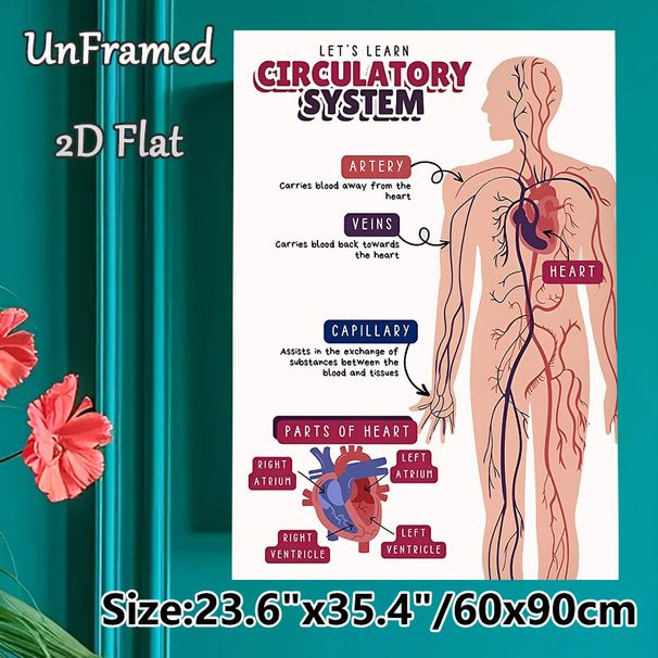 Circulatory System Painting Poster, Informative Clear Labeled Anatomical Illustration Poster, Educational Design To Learn Human Circulatory Structure_maomaolike.com