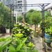 Metal Garden Arch L80.3'' X W20.47'' X H81.1'' Climbing Plants Support Rose Arch Outdoor Black_maomaolike.com