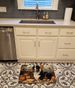 Bernese Mountain Dog Fall Kitchen Pumpkins Memory Foam Kitchen Mat Machine Washable Anti-Fatigue Mat Cushion Comfort Bath Mat Or Kitchen Rug_maomaolike.com