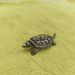 Handcrafted Precision Cast Polished Brass Golden Small Longevity Turtle Plaything Handheld Ornament Tea Pet Craft_maomaolike.com