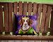 Brittany Spaniel King Of Mardi Gras Throw Pillow Machine Washable, Indoor Outdoor Decorative Pillow For Couch, Bed Or Patio, 14Hx14W_maomaolike.com