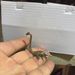 Loch Ness Craft Animal Dinosaur Chinese Style Alloy Metal Decoration Large And Small Size Water Monster Figurine_maomaolike.com