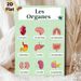French-Labeled Human Organs Painting Poster, Bright Cartoon-style Anatomical Poster, Informative Design For Learning French Organ Terms, Ideal For_maomaolike.com