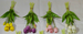 Soft Rubber Bouquet PE Latex Silicone Artificial Flower Moisturizing Hand Feel 5 Heads Tulip_maomaolike.com